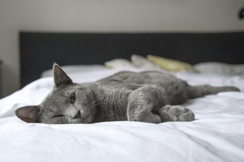 Un chat gris se reposant paisiblement sur un lit dans un cadre intérieur douillet, illustration parfaite de la détente.