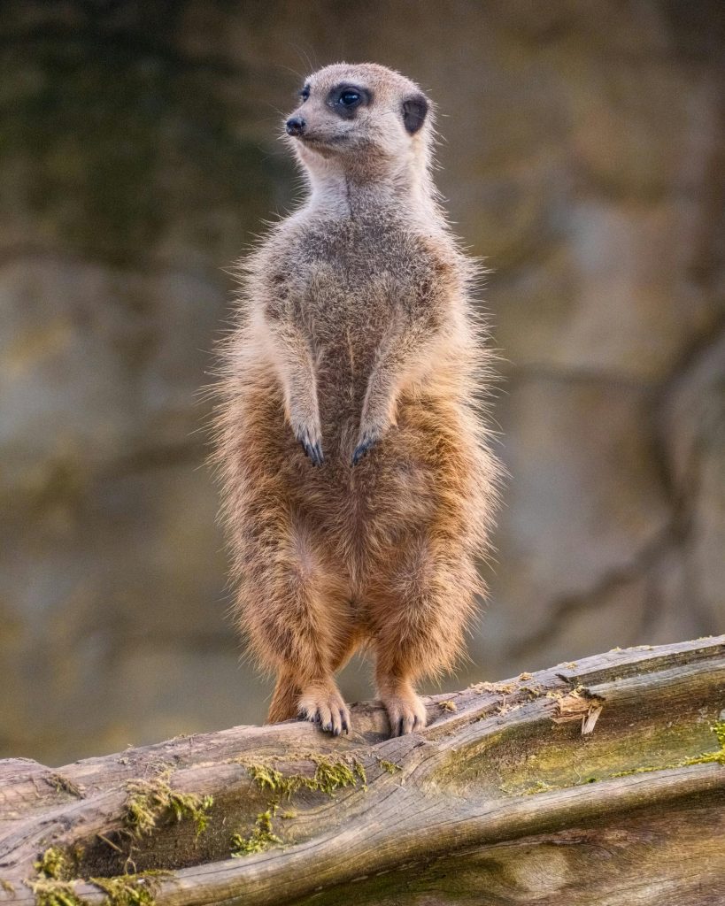Un suricate debout attentivement sur une bûche, montrant sa nature vigilante.